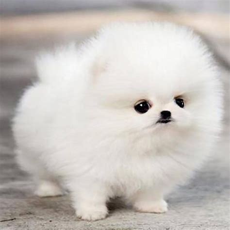 Fluffy puppy - The fluffier, the better the cuddle. Here are all the most popular white fluffy dog breeds: 1. Bichon Frise. Highlights: Playful, Spirited, Curious. The Bichon Frise is a small fluffy white dog breed that’s been a fan favorite among owners. Few dogs can match their lively personalities and charm.